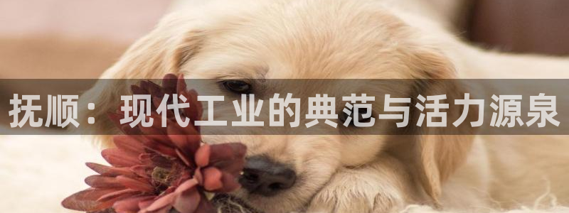 鸿运棋牌游戏平台